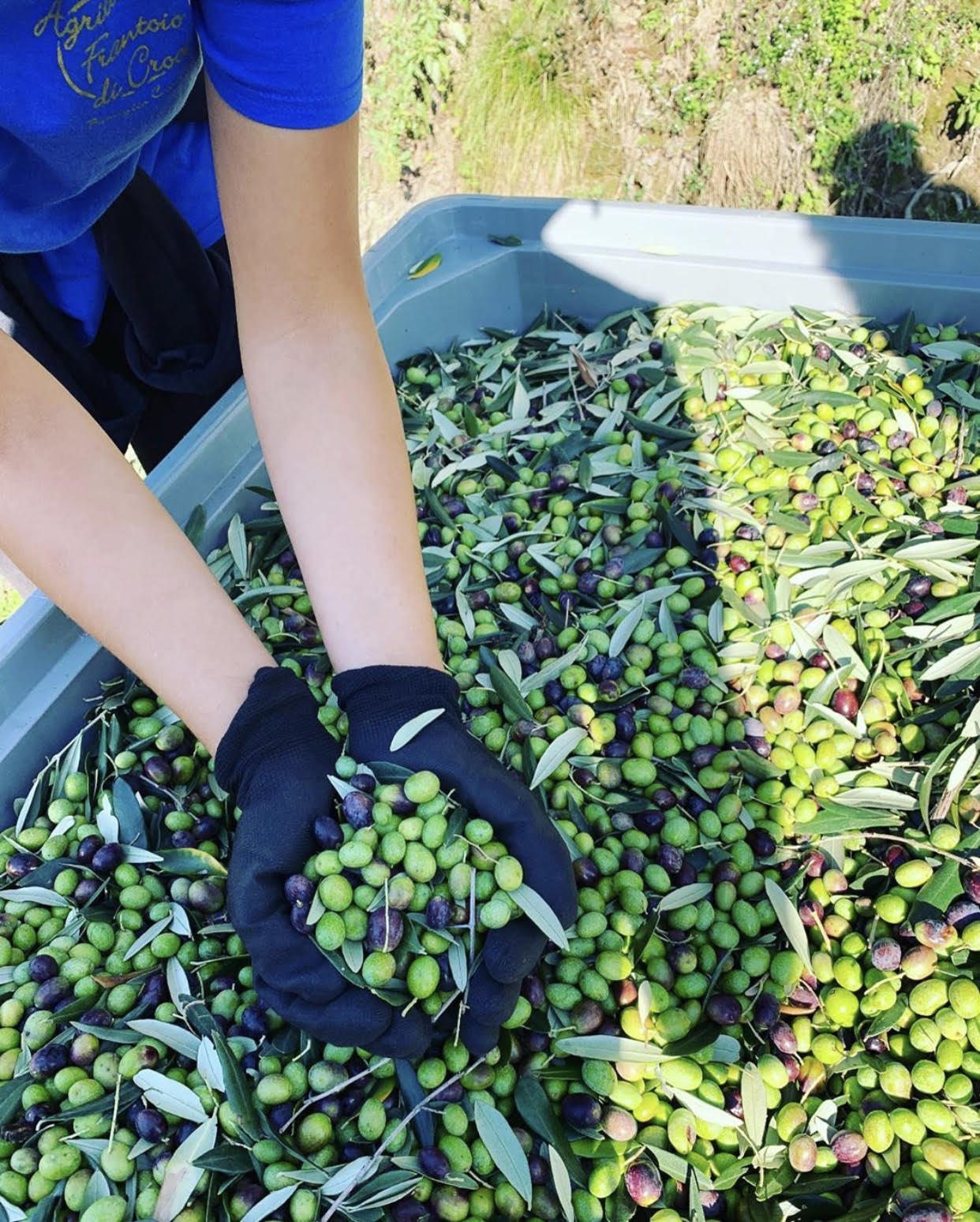 Raccolta olive sane e di qualità Raccolta olive sane e di qualità